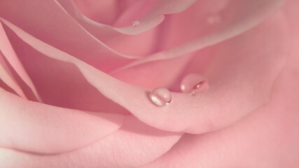 Fototapeta na wymiar Floral background of pink rose bud in blur, 16:9