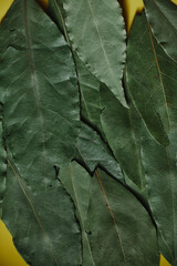 Leaves texture. 