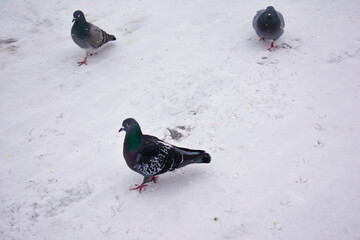 Photo of a wild pigeon in the park.