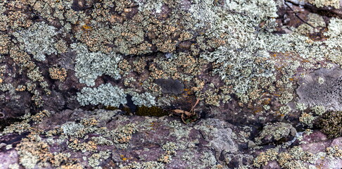 Lichens on the rocks in summer