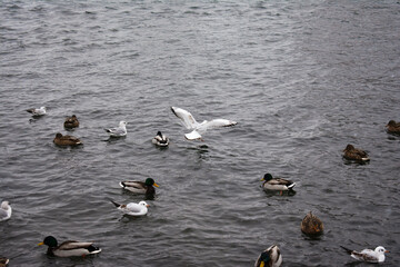 There are a lot of ducks and pigeons in the park.