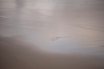 tree branch reflected on the shore