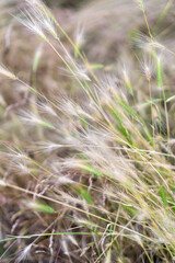 grass in the wind