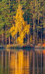 Autumn forest with reflection in the pond water