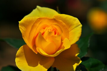 春に似合うイエロー