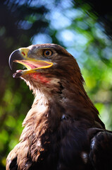 Whitetail sea eagle