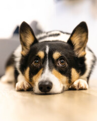 Cute black headed tri color Pembroke Welsh Corgi laying on the floor looking up with puppy dog eyes