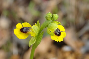 Yellow Bee-Orchid (Ophrys lutea)