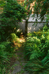 stream in the forest