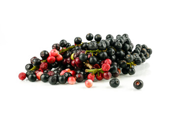 Antidesma puncticulatum Miq, Thai Blueberry Fruit (Mamao) isolated on white background.Can be extracted into medicine and wine Growing in the Northeast of Thailand.