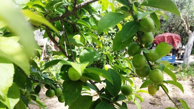 Photo with green unripe fruits from prunus cerasifera tree in Greece.