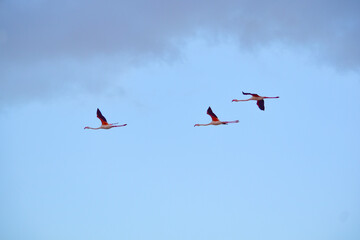 pink flamingos in the sky