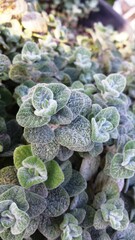 Close up of plant Origanum Dictamnus    .Leaves of Crete Dictamnus