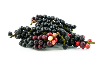 Antidesma puncticulatum Miq, Thai Blueberry Fruit (Mamao) isolated on white background.Can be extracted into medicine and wine Growing in the Northeast of Thailand.