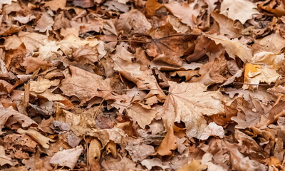 Dry leaves from trees (Linden, maple, oak) on the ground close-up in autumn