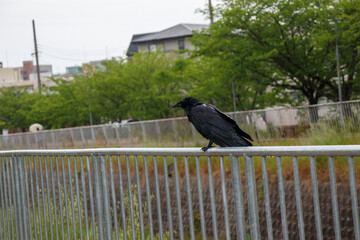 遊歩道の柵にとまる黒いカラス