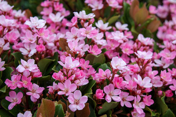 ピンク色の小さな花　ベニバナシャリンバイ（紅花車輪梅）