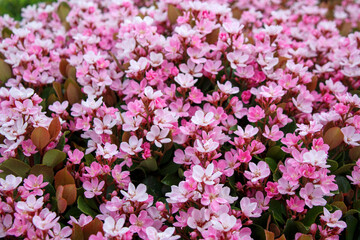 ピンク色の小さな花　ベニバナシャリンバイ（紅花車輪梅）