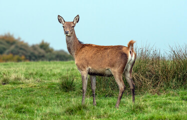 A young red deer doe profile portrait, as  she is standing on the grass with a clear blue sky behind. She is staring forward