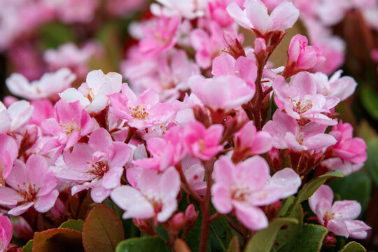 60 Best 車輪梅 Images Stock Photos Vectors Adobe Stock