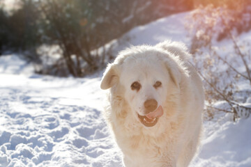 Beautiful adult white big dog ( Slovak cuvac ) in a snowy country.