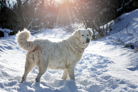 Beautiful adult white big dog ( Slovak cuvac ) in a snowy country.