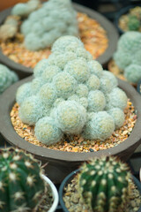 Mammillaria plumosa cactus in pot