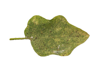 Closeup plant disease on eggplant leaf. Virus disease on eggplant leaf on white background.