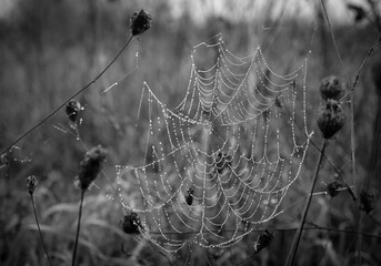 Black and white photo of spider web with water drops, morning dew 