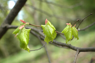 Young green leaves bloom from swollen buds on the branches of the tree. Spring leaves, nature awakens. Spring in the forest.