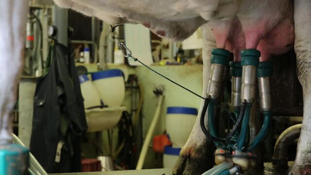 Traie d'une vache en utilisant une machine dans une ferme. Le lait est pr&eacute;lev&eacute; gr&acirc;ce &agrave; un robot install&eacute; sur les pies.