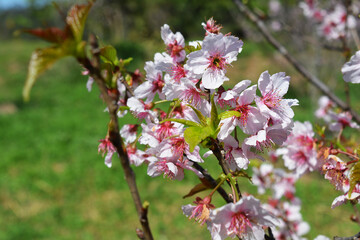 Cherry tree blooming in spring.