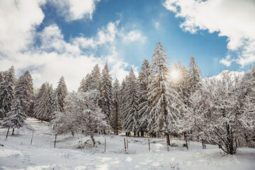 Winter fir and pine forest covered with snow after strong snowfall at the beginning of winter