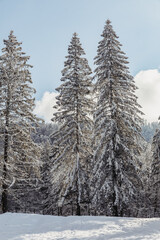 Winter fir and pine forest covered with snow after strong snowfall at the beginning of winter