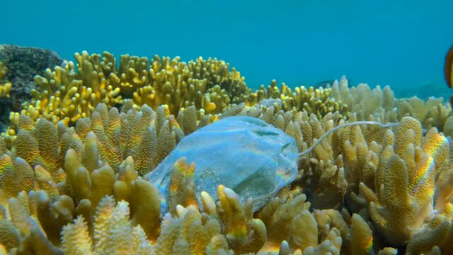 Close-up of face mask lie on coral reef, near swims tropical fish. Coronavirus COVID-19 is contributing to pollution, as discarded used masks clutter polluting seas and ocean along with plastic trash