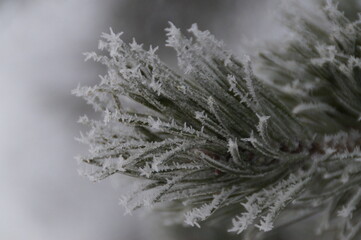 snow covered pine tree