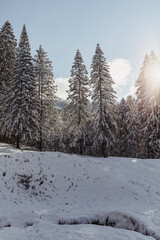 Winter fir and pine forest covered with snow after strong snowfall at the beginning of winter