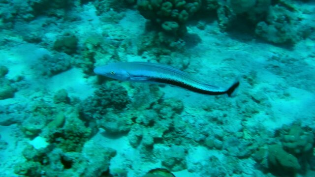 Blue Blanquillo (Malacanthus latovittatus) swim over seabed