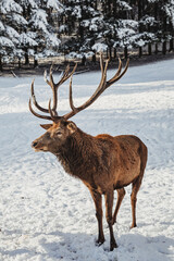 Noble deer male in winter snow forest
