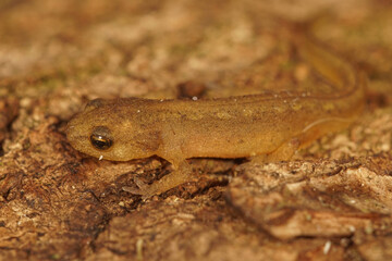 Close up of a juvenile Montadon's newt, Lissotriton montandoni