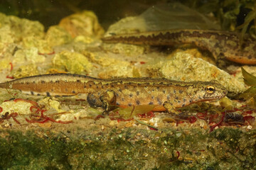 Close up of an adult male Montadon's newt, Lissotriton montandoni