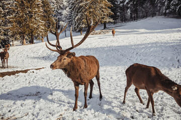 Naklejka na ściany i meble Male deer, and several deer in the wonderful winter landscape