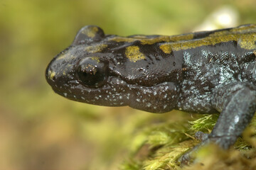 Close up of a male Longtoed salamander, Ambystoma macrodactylum