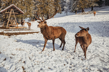 Male deer, and several deer in the wonderful winter landscape
