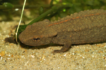 Close up of a Hongkong warty newt, Paramesotriton hongkongensis