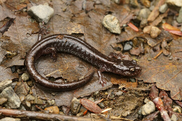Close up of the black form of Western redback salamander, Plethodon vehiculum