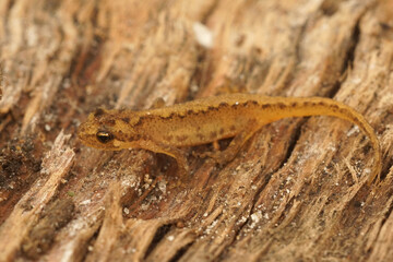 Close up of a fresh metamorphose d Montadon's newt, Lissotriton montandoni
