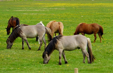 Fototapeta premium Horses on a grass field in Iceland during summer