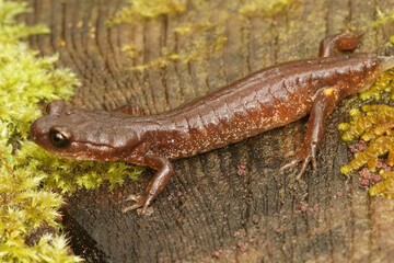 A common Enstaina, Ensatina eschscholtzii oregonensis missing it's tail
