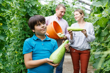 Portrait of family with boy children picking marrows and zucchinis to bucket in garden..